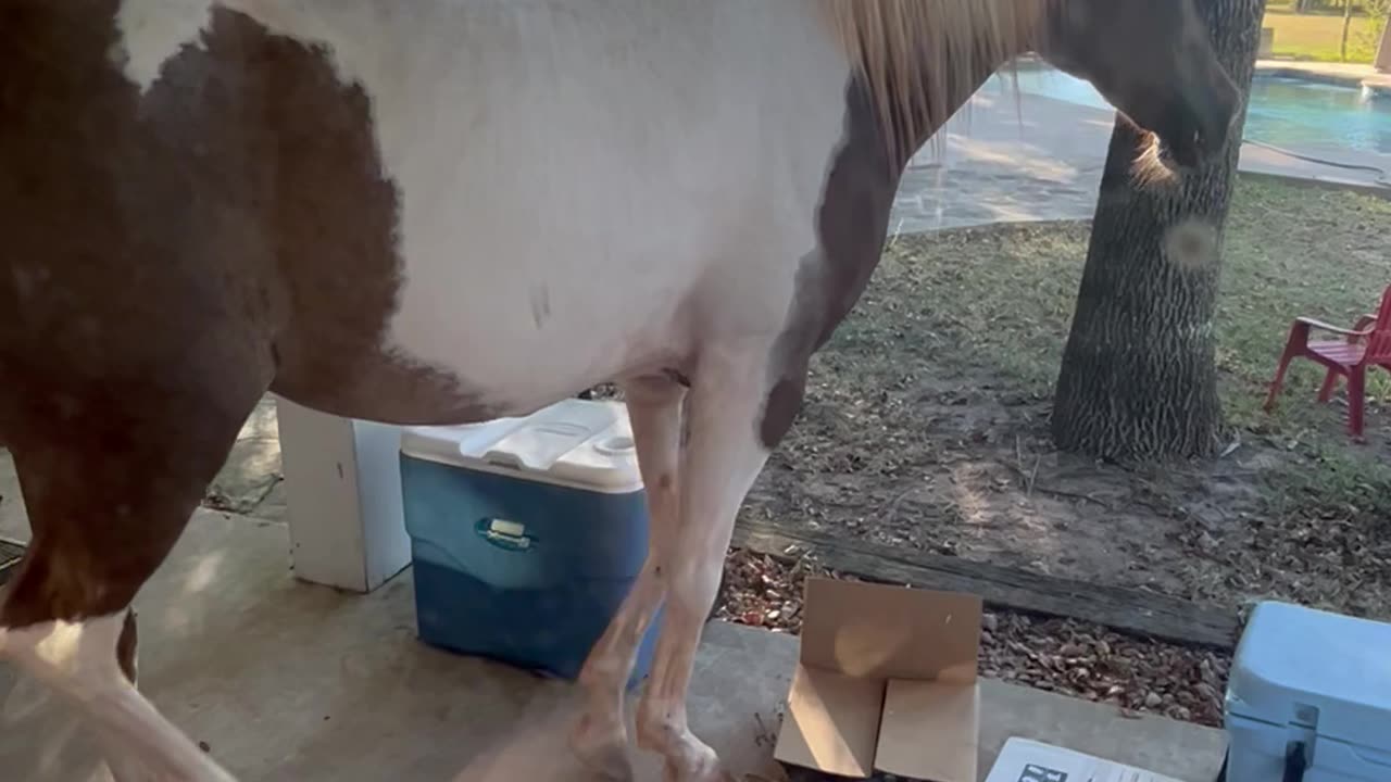 Horse Tries to Tell Her Human It's Dinnertime