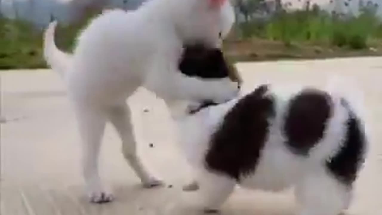 Just a puppy and a kitten.. 😊