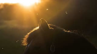 1m超の祖先、蹄は一本だけ。