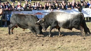 Peran od Kozarca vs Kobra od Omerdića Ramići 2025