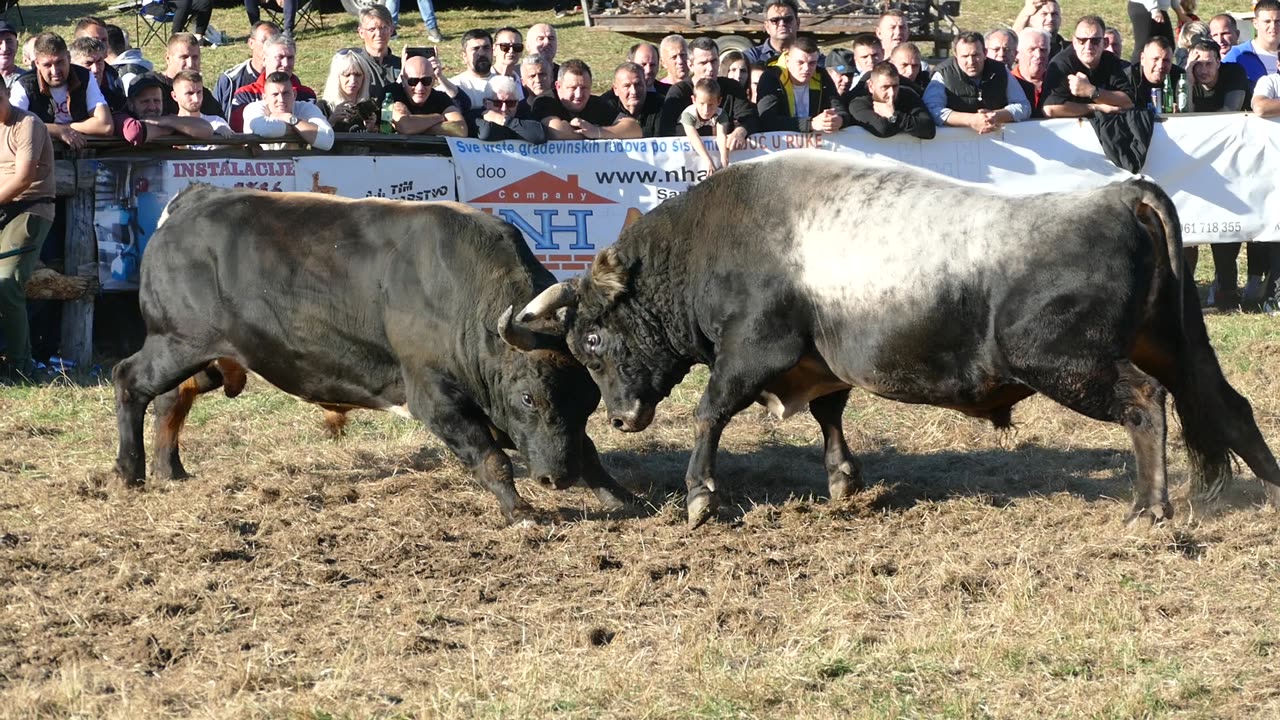 Peran od Kozarca vs Kobra od Omerdića Ramići 2025