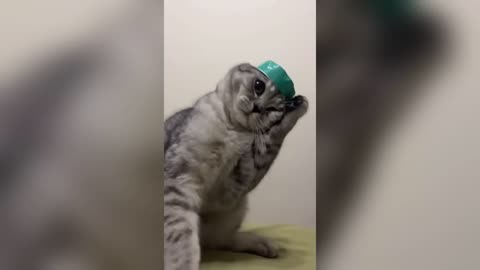 You Laugh You Lose😜Funniest Dogs and Cats 2025🐶😼