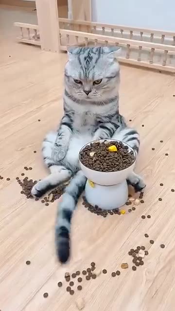 Funny Cats 🤣🤣🤣