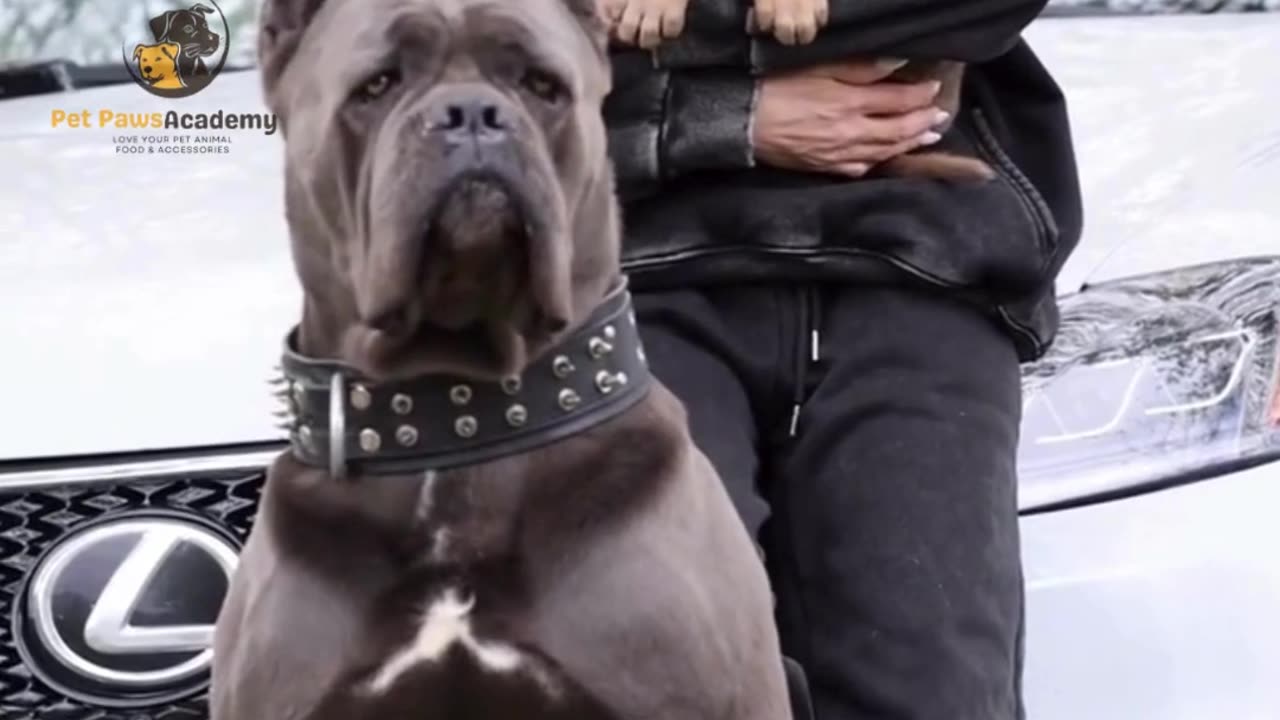 Cane Corso Z+ Security Guard Dog in Action 💪🐶 | Powerful Protection Dog