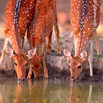 Stay hydrated 💧 #Shorts #Animals #WiIdlife #Deer