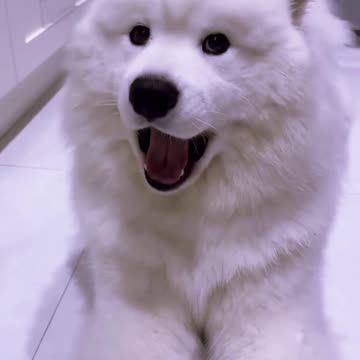 Funny Moments of Samoyed Puppy