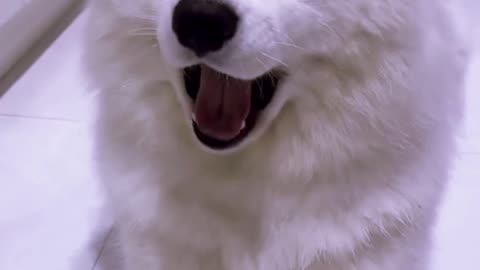 Funny Moments of Samoyed Puppy