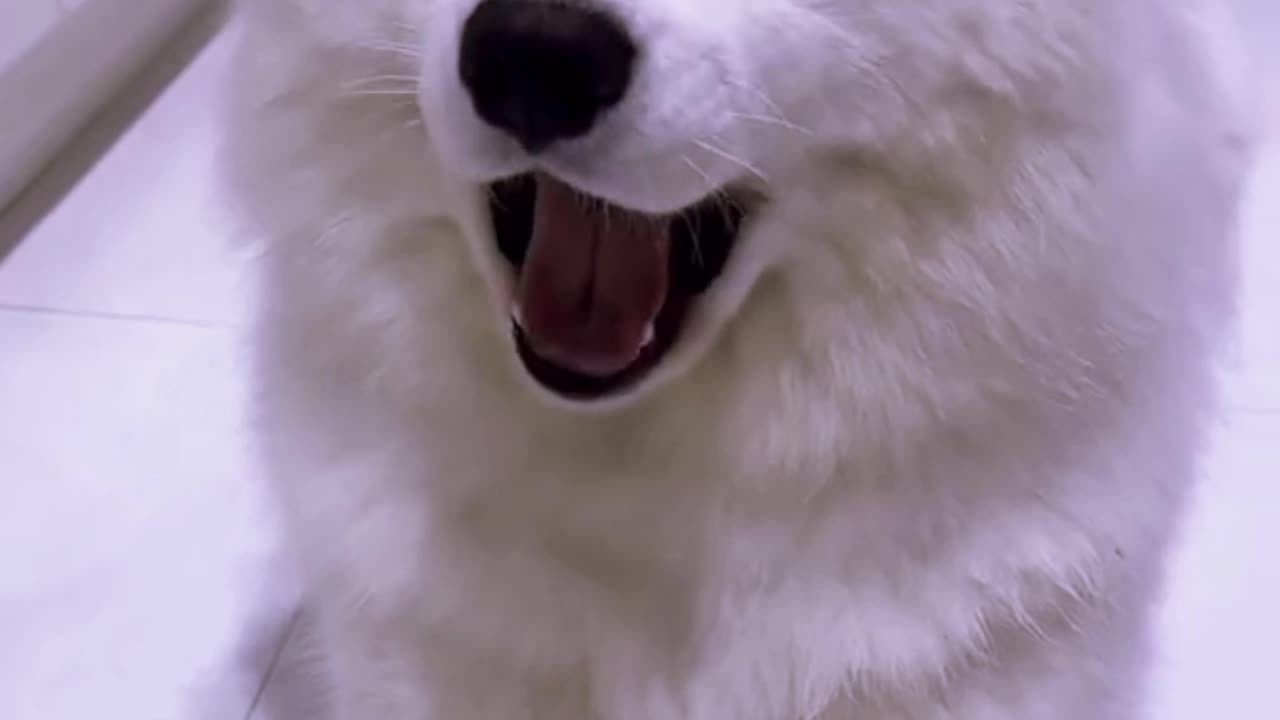 Funny Moments of Samoyed Puppy