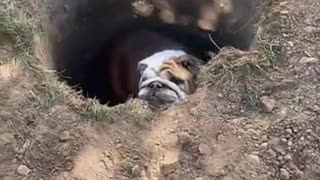 😂🐶 Sherman's Hole Yearning is Hilarious! | FunFM