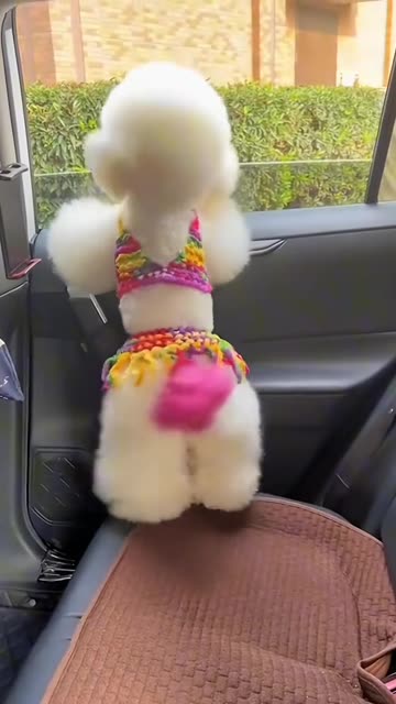 Shakira finally have competition😅