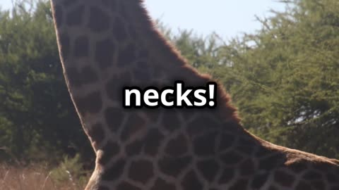 10 Fun Facts About Giraffes You Didn't Know