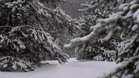 🌨️ Snowy Pine Forest Ambience | Relaxing Wind & Snow Sounds for Sleep, Meditation & Calm 🌲