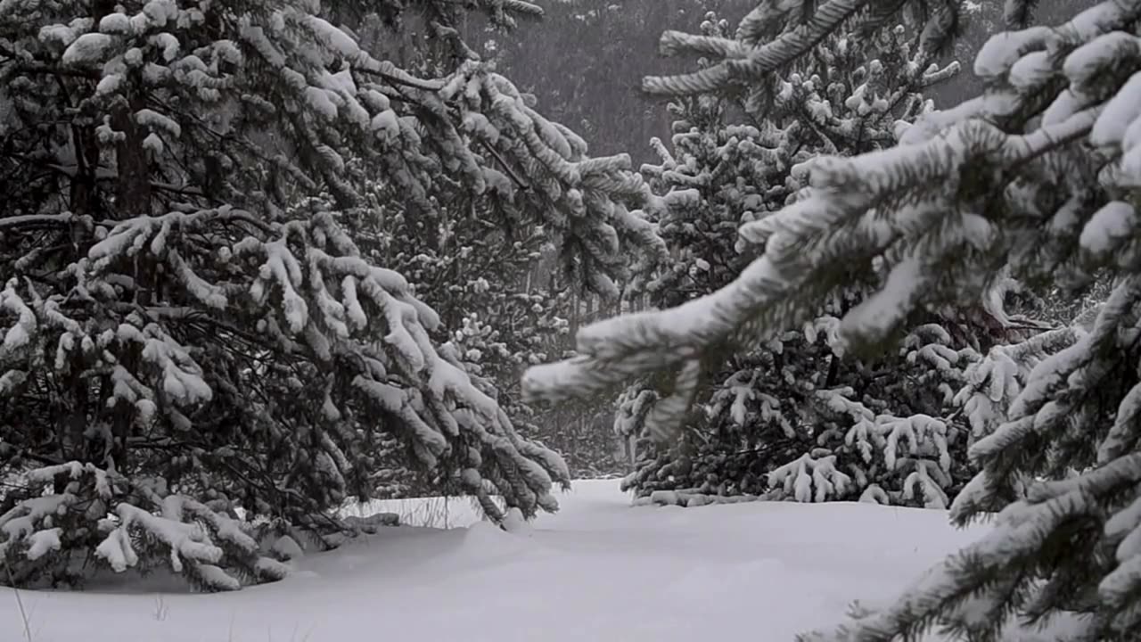 🌨️ Snowy Pine Forest Ambience | Relaxing Wind & Snow Sounds for Sleep, Meditation & Calm 🌲