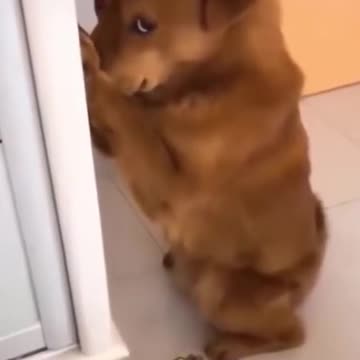 Cute Funny Animal Videos #Shorts #dogs #cats 2