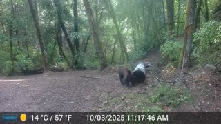 Mama and Cub Daytime
