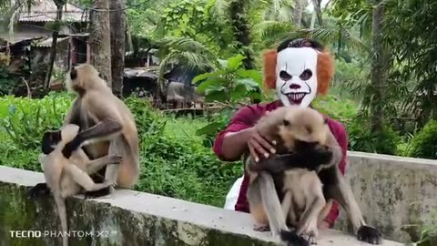 Prank on monkey 🐒