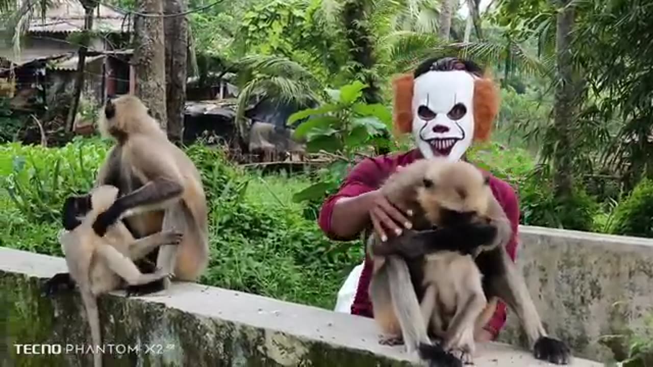 Prank on monkey 🐒