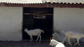 goat