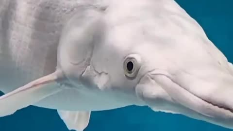 The Unique 🐠🐟 Fish 🐟 Dolphin