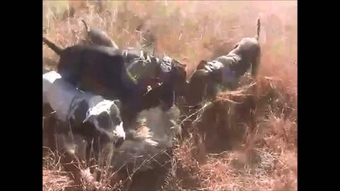 Pig hunting Australia with Jess