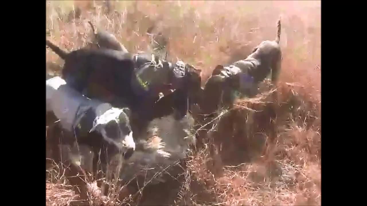 Pig hunting Australia with Jess