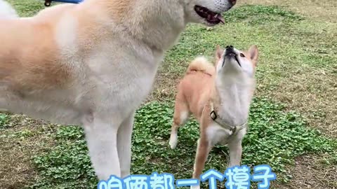 A rare dreamy colored husky is here for walk