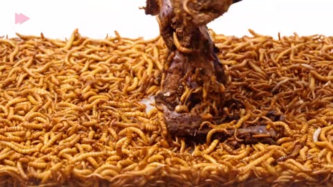 10000 Hungry Mealworms VS Octopus