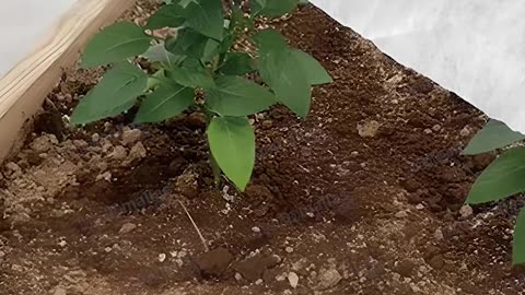 ¿Qué es el estrés hídrico?