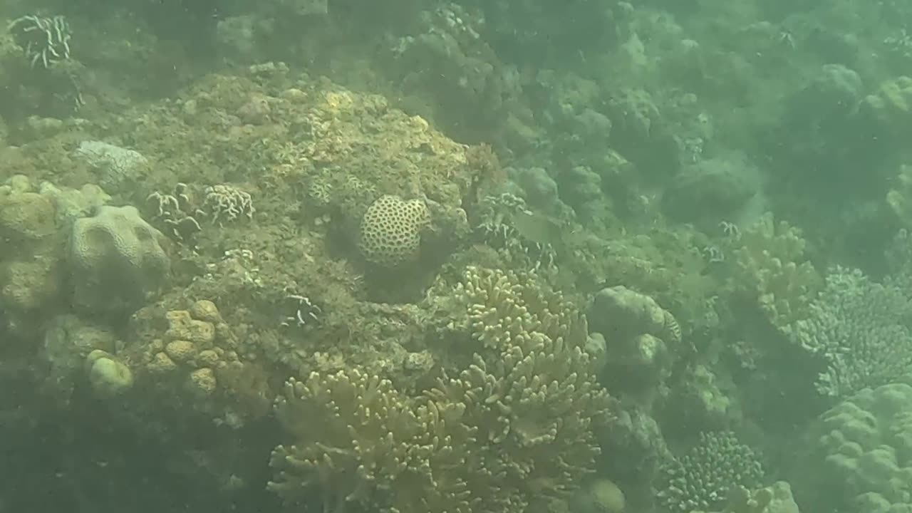 Beauty Beneath the Waves: A Snorkeling Day to Enjoy