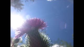 Celery Stems Spear Thistle July 2022