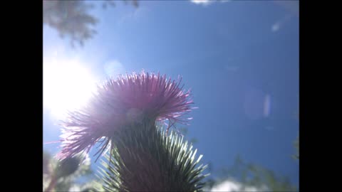 Celery Stems Spear Thistle July 2022