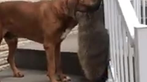 Unlikely Friendship between a Dog and a Racoon!