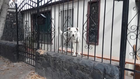 Perro Blanco