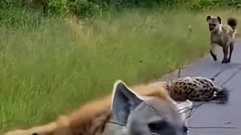 Hyena and Porcupine Collision