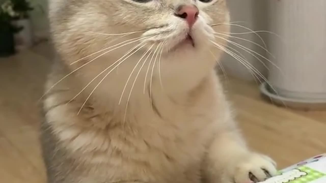Most Wanted Funny Cat Videos | Funny Cat Video