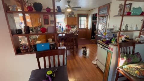 Playing Hockey with the Puppy and her toys.