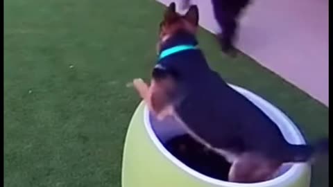 Heroic Dog Saves Puppies!