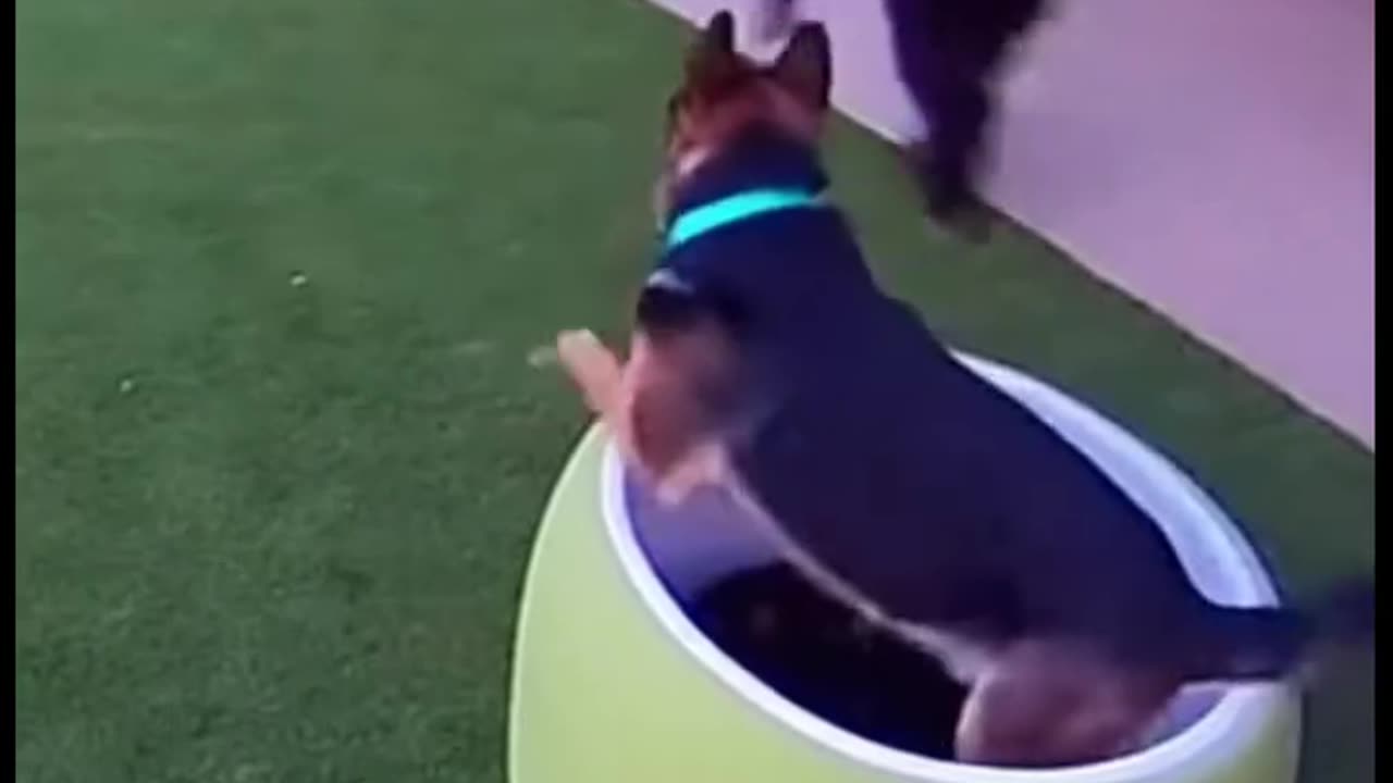 Heroic Dog Saves Puppies!