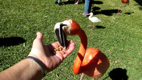 Feeding The Flamingos