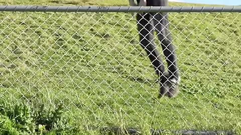 How Animals Get Over a Fence (With Emojis) 😂