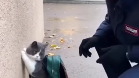 Cats in action AI Generated