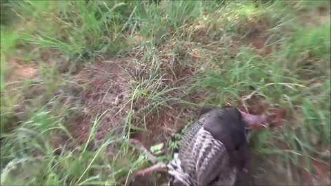 Christmas turkey hunt, how to bone out a turkey