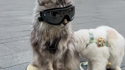 The grey cat sheriff in Changsha is so stable while standing guard that he becomes popular 😼