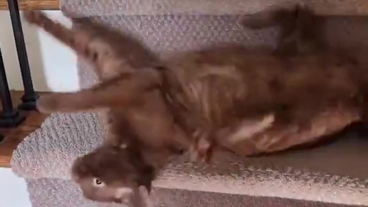 Liquid mode: activated 😹