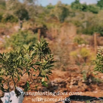 👀 Steve updates us on the progress of the transplanted trees - take a look!