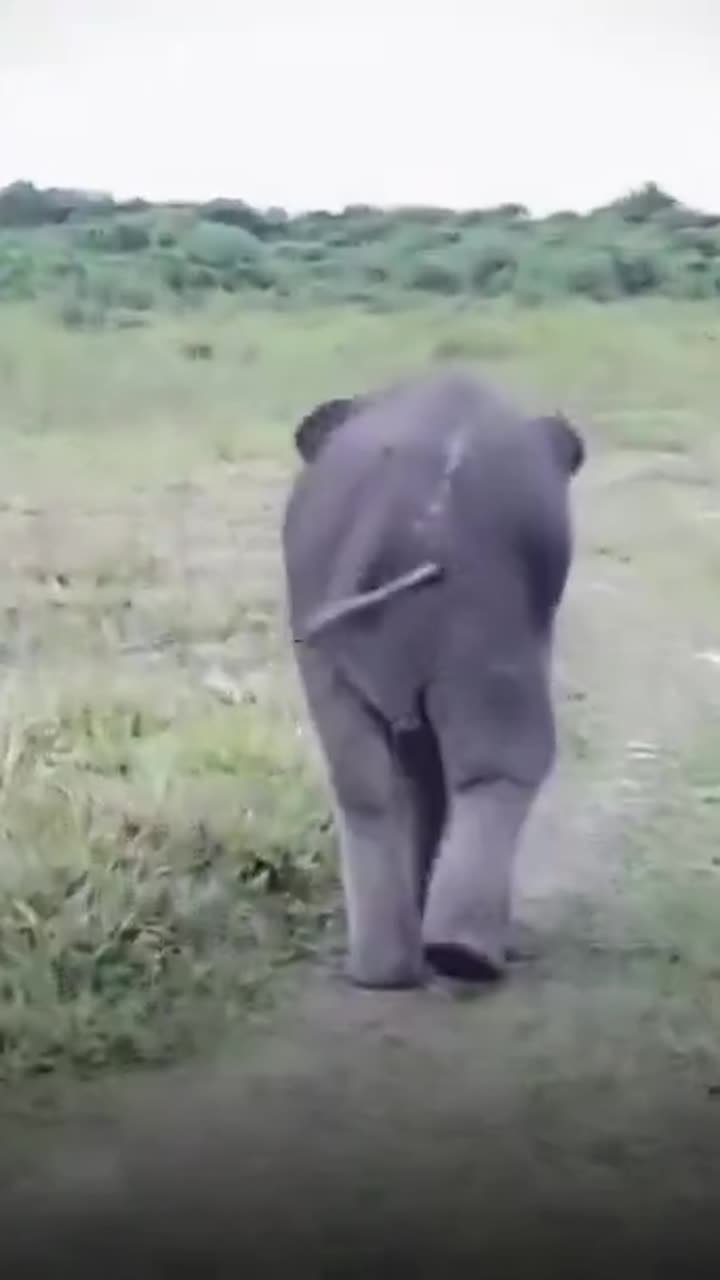 Baby elephant gets upset after caretaker playfully dodges hug