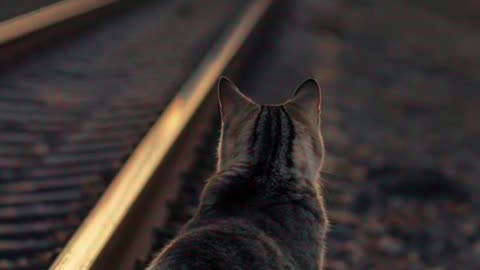 Let the train go