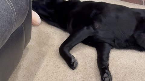 Lazy Black Lab Doesn't Stand To Play