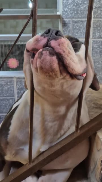 My Dog Can Fall Asleep Anywhere