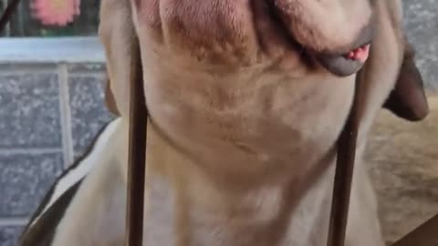 My Dog Can Fall Asleep Anywhere